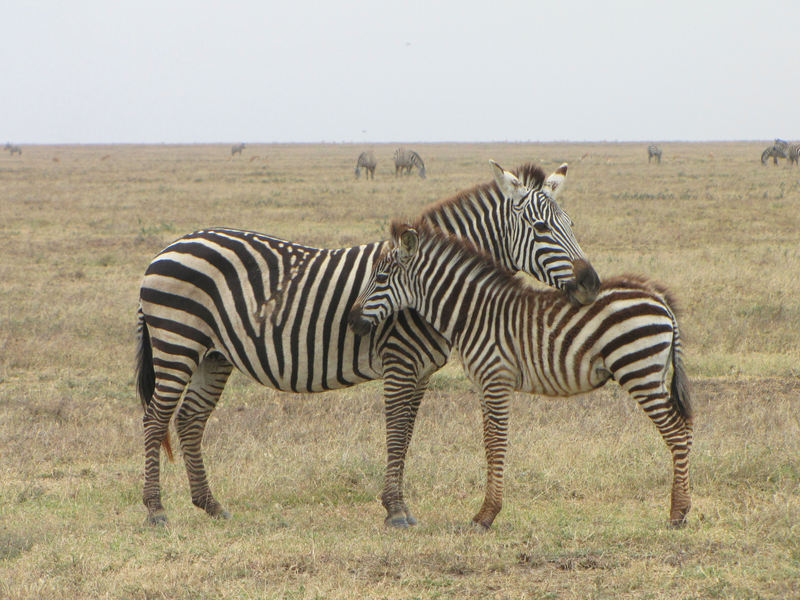 Grant's Zebras, resting, Serengeti - Grant's zebra (Equus quagga boehmi).jpg