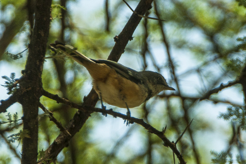 Banded Warbler - Lake Manyara - Tanzania 7999 (19110072278) - banded parisoma, banded tit warbler (Sylvia boehmi).jpg