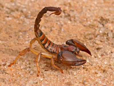 Opisthophthalmus carinatus - Opistophthalmus carinatus (robust burrowing scorpion).jpg