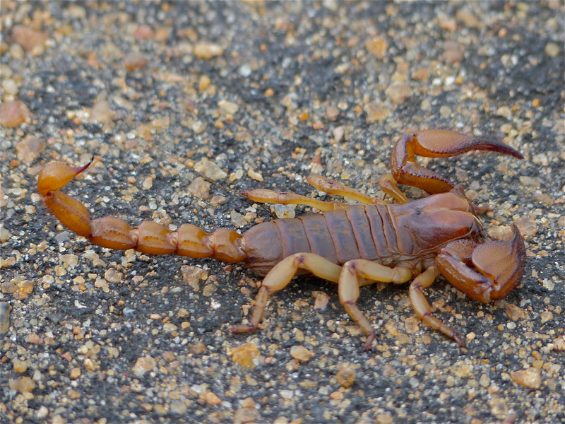 Shiny Burrowing Scorpion (Opistophthalmus glabrifrons) (12751457164).jpg