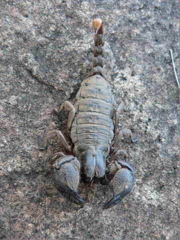 Opistophthalmus pugnax female1 - Opistophthalmus pugnax (pugnacious burrowing scorpion).png