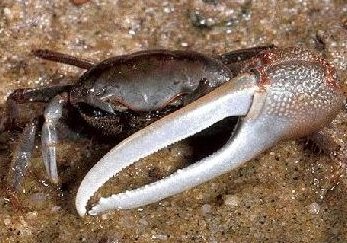 Fiddler crab - Uca pugnax, Atlantic marsh fiddler crab.jpg
