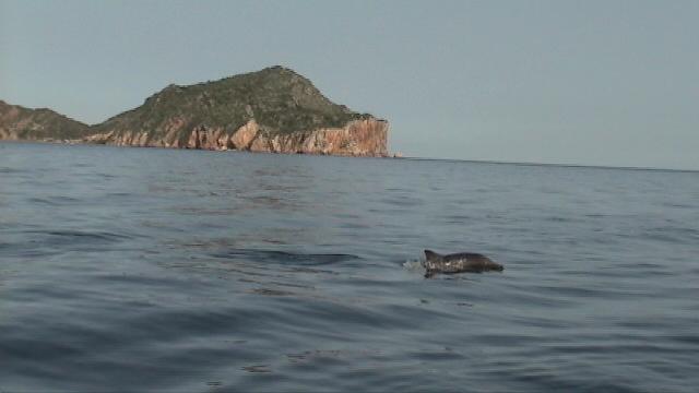 Delfin en el parque Nacional Mochima - Guiana dolphin (Sotalia guianensis).jpg