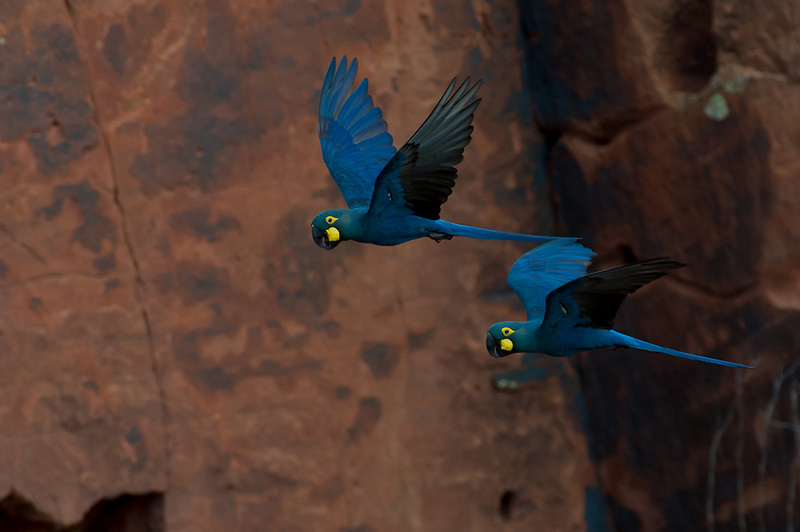 Lear's Macaw Anodorhynchus leari - Indigo macaws (Anodorhynchus leari).jpg