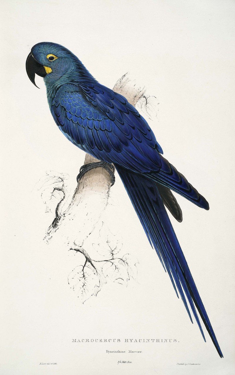 Anodorhynchus leari by Edward Lear - Lear's macaw, indigo macaw (Anodorhynchus leari).jpg