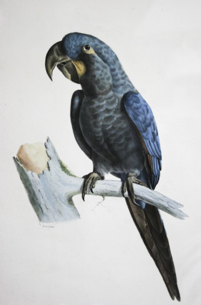 Anodorhynchus glaucus - glaucous macaw (Anodorhynchus glaucus).jpg