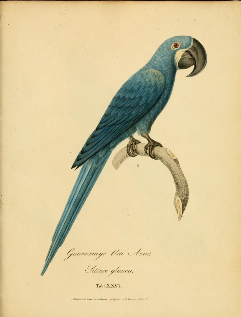 8122299340 26ab394551 o - glaucous macaw (Anodorhynchus glaucus).jpg