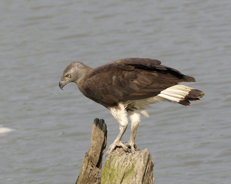 Ichthyophaga ichthyaetus -Kazaringa, Assam, India-8  - grey-headed fish eagle (Ichthyophaga ichthyaetus).jpg