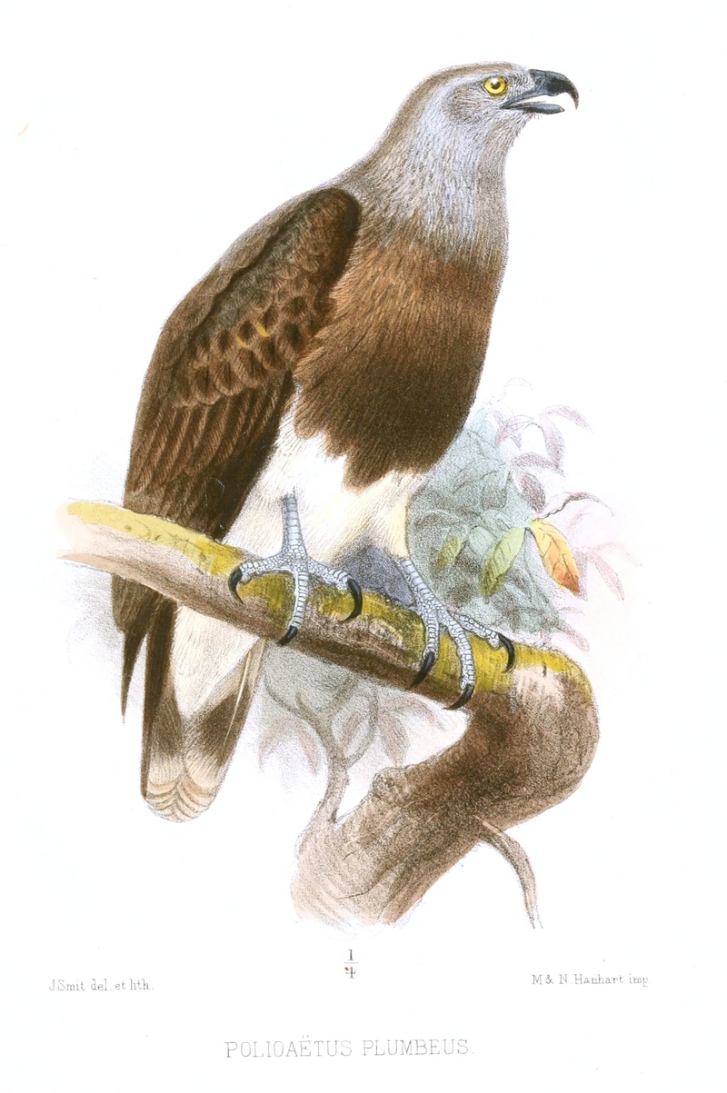 Polioaetus.Plumbeus.Smit - lesser fish eagle (Ichthyophaga humilis).jpg