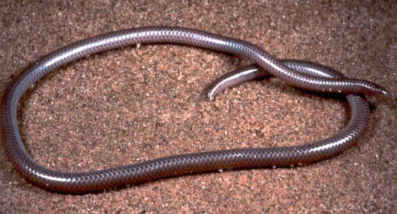 Leptotyphlops humilis - Leptotyphlops humilis (western blind snake).jpg