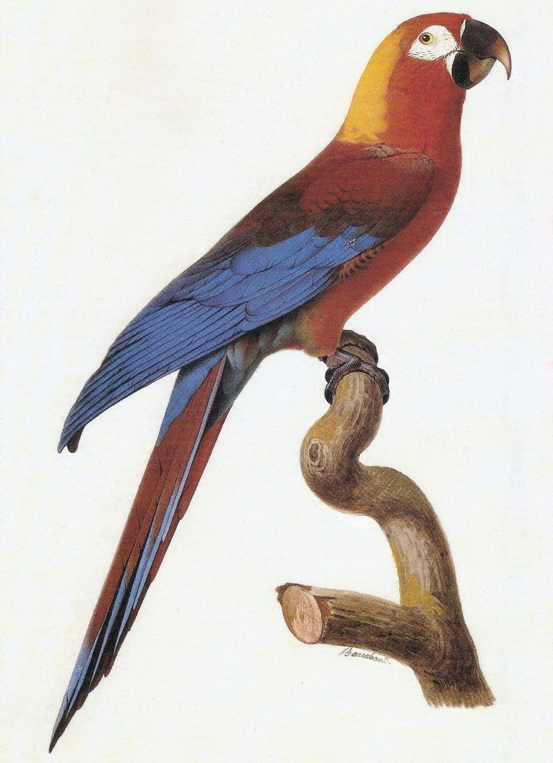 A. tricolor - Cuban macaw, Cuban red macaw (Ara tricolor).jpg
