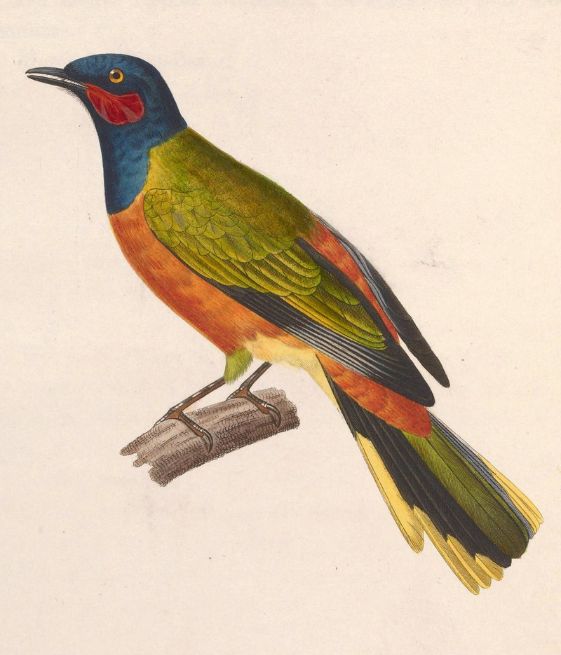 Lobotos lobatus male 1838 - western wattled cuckooshrike, Ghana cuckooshrike (Lobotos lobatus).jpg