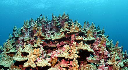 Lisianski coral lrg - Porites lobata, lobe coral.jpg