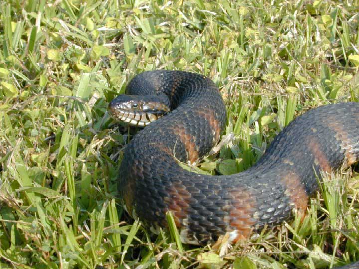 Nerodia fasciata pictiventris - Florida banded water snake (Nerodia fasciata pictiventris).jpg