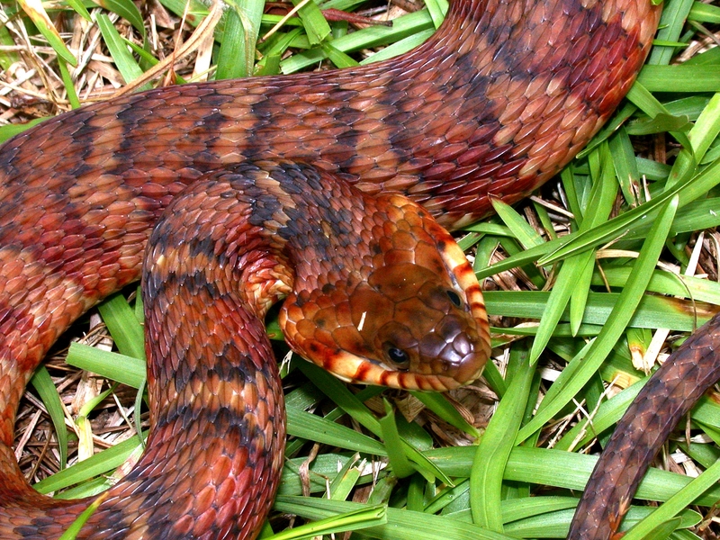 Nerodia fasciata CDC - banded water snake, southern water snake (Nerodia fasciata).png