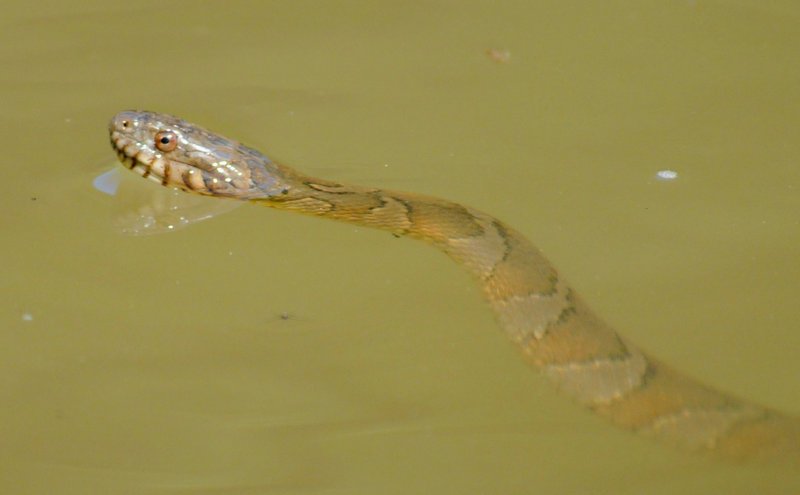 Northern watersnake j - northern water snake (Nerodia sipedon).jpg