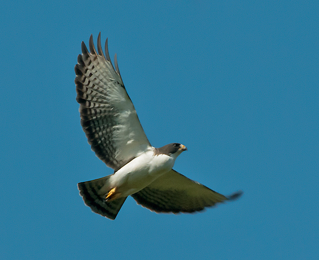 Buteo brachyurus -Manduri, Sao Paulo, Brazil -flying-8 - short-tailed hawk (Buteo brachyurus).jpg