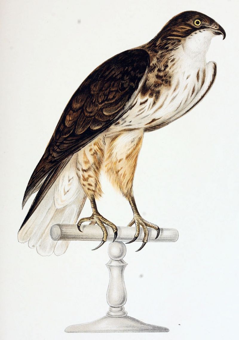 Buteo albigula Ph male - white-throated hawk, Buteo albigula.jpg