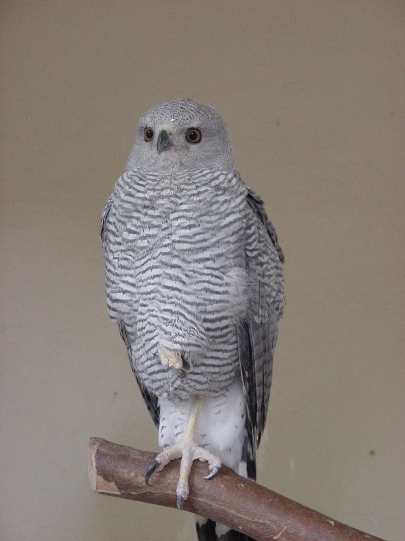Busecendree - grey-lined hawk (Buteo nitidus).jpg
