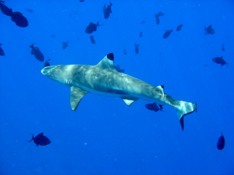 Carcharhinus melanopterus bora bora - blacktip reef shark (Carcharhinus melanopterus).jpg