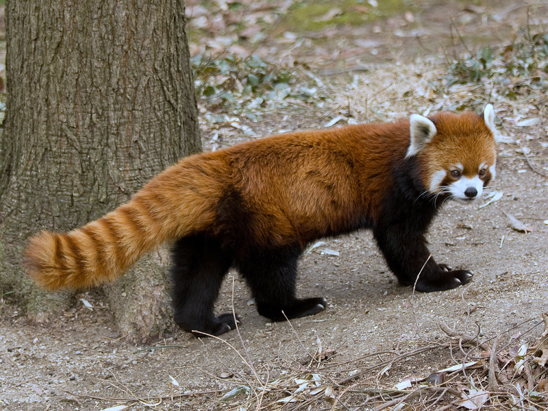 Red.Panda.Full.Body - red panda, lesser panda (Ailurus fulgens).JPG