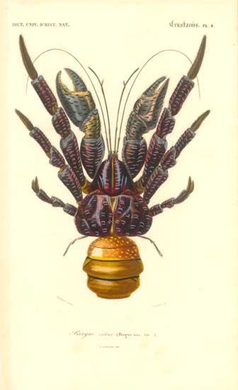 Coconut.Crab.DictionnaireDHistoireNaturelle1849 - coconut crab (Birgus latro).jpg
