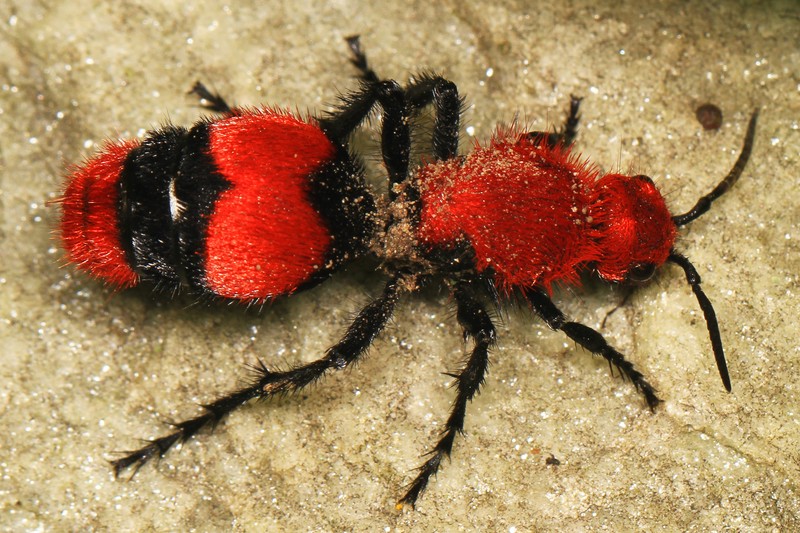 Dasymutilla occidentalis (female) - Dasymutilla occidentalis (red velvet ant, eastern velvet ant, cow killer).jpg