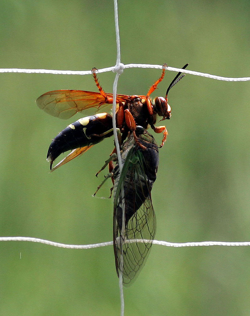 Eastern cicada killer wasp (Sphecius speciosus) with Cicada, cicada hawk.jpg