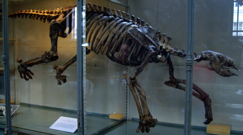 Thalassocnus skeleton, Thalassocnus (marine sloth).jpg