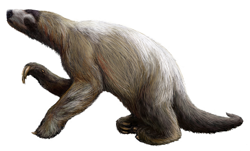 Nothrotheriops - ground sloth, Nothrotheriops shastensis.jpg