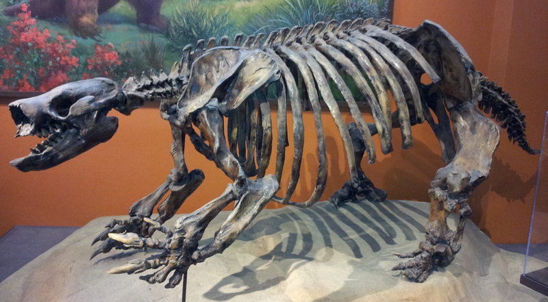 San Diego Paramylodon - skeleton - Paramylodon harlani (Harlan's ground sloth).jpg