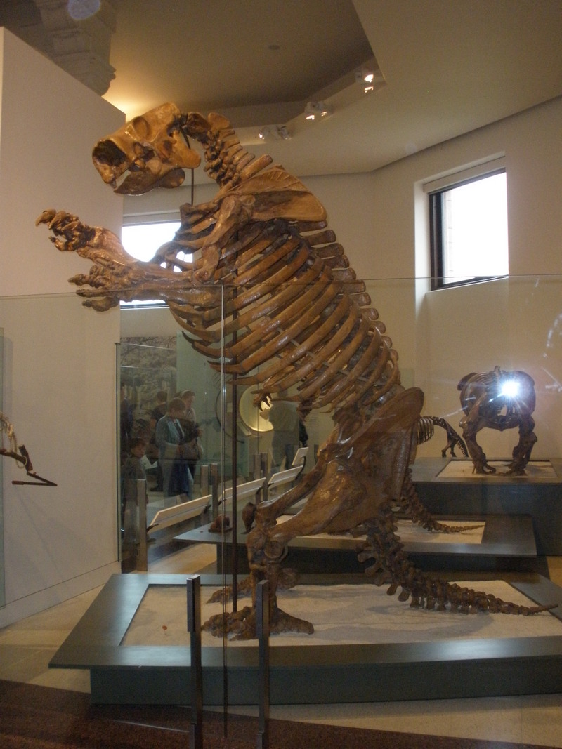 Lestodon armatus Ghedo - Lestodon armatus (giant ground sloth).JPG