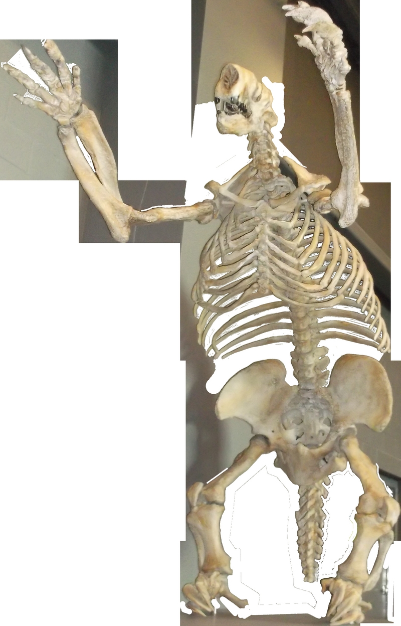Megalonyx Clean - Megalonyx jeffersonii (Jefferson's ground sloth, skeleton).png