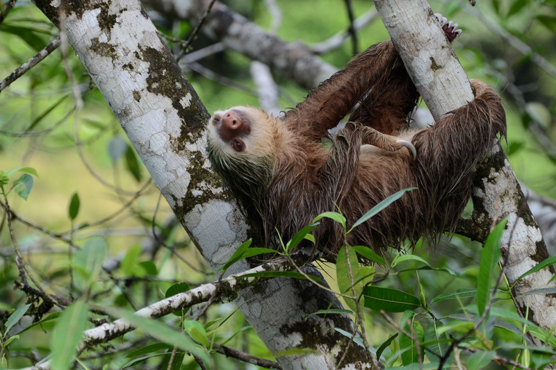 Choloepus hoffmanni (Puerto Viejo, CR) - Hoffmann's two-toed sloth (Choloepus hoffmanni).jpg