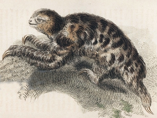 Bradypus pygmaeus - pygmy three-toed sloth, dwarf sloth (Bradypus pygmaeus).jpg