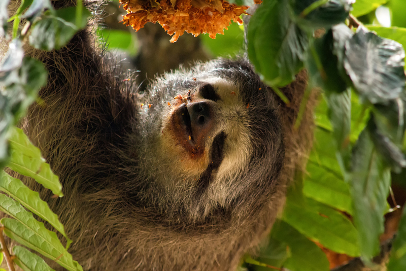 Bradypus tridactylus -Parque del Este, Caracas, Venezuela-8 - pale-throated sloth, pale-throated three-toed sloth (Bradypus tridactylus).jpg