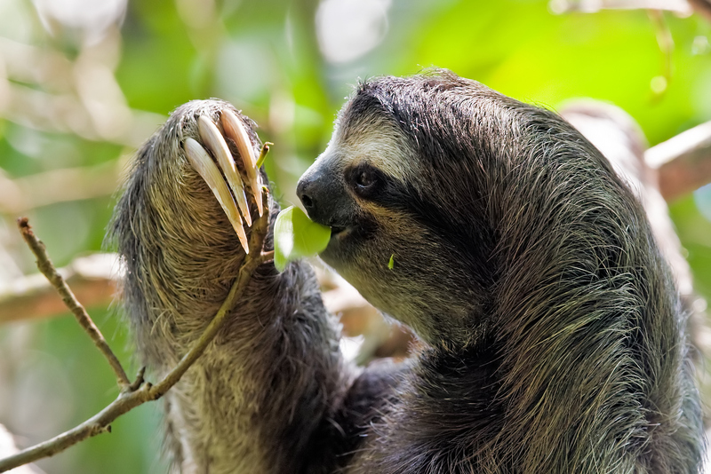 Bradypus variegatus - brown-throated sloth, brown-throated three-toed sloth (Bradypus variegatus).jpg