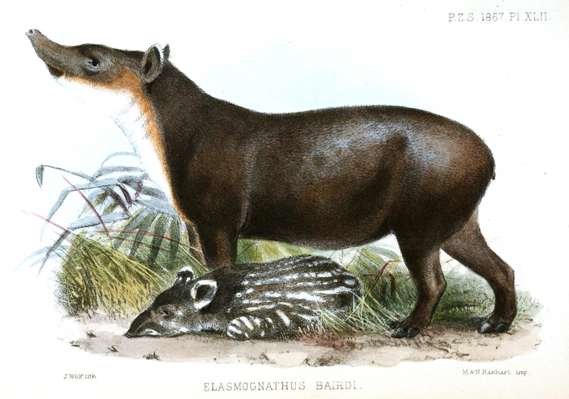 Elasmognathus.Bairdi.Wolf - Baird's tapir, Central American tapir (Tapirus bairdii).jpg