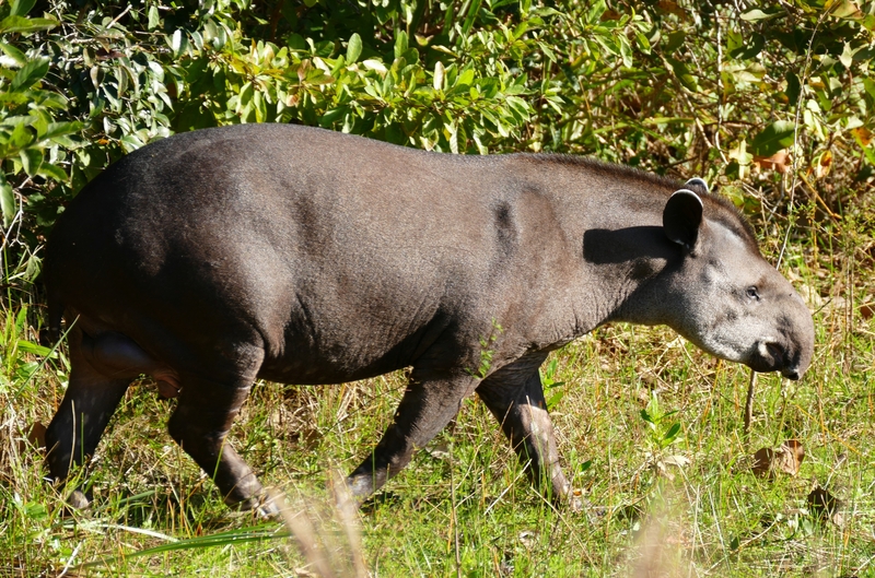 Lowland Tapir (Tapirus terrestris) male (27546923604) - Brazilian tapir, South American tapir (Tapirus terrestris).jpg