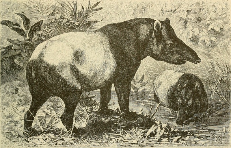 Brehm's Life of animals - a complete natural history for popular home instruction and for the use of schools (1895) (20225143400) - Malayan tapir, Asian tapir (Tapirus indicus).jpg