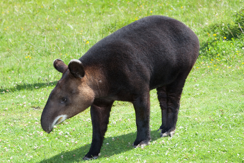 Tapirus pinchaque portrait - mountain tapir, woolly tapir (Tapirus pinchaque).jpg