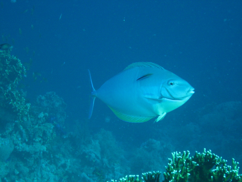 Acanthurus mata - Acanthurus mata, Elongate surgeonfish.jpg