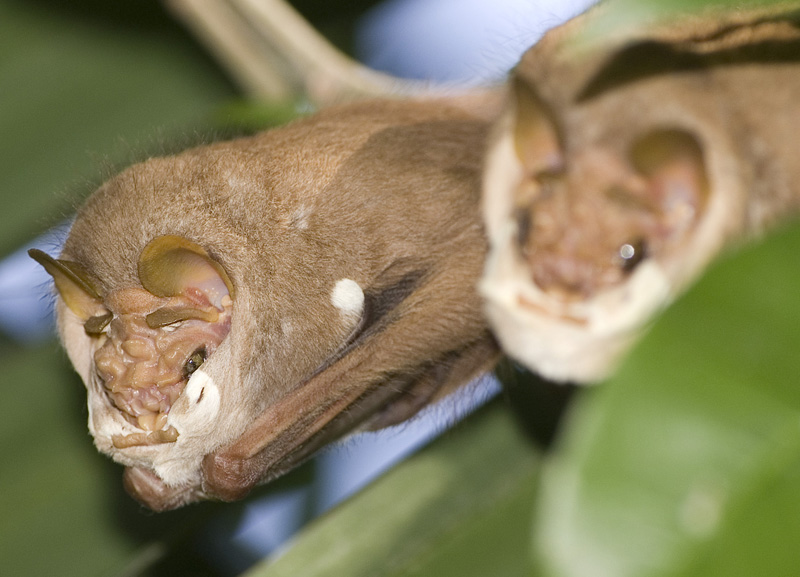 Centurio senex - wrinkle-faced bat (Centurio senex).jpg