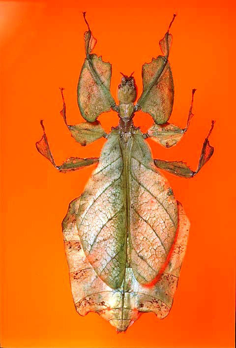 The Childrens Museum of Indianapolis - Leaf insect - Phyllium giganteum (leaf bug).jpg