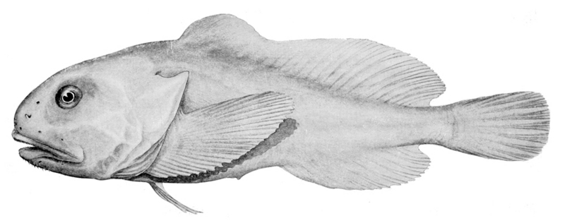 Psychrolutes marcidus - blobfish (Psychrolutes marcidus).jpg