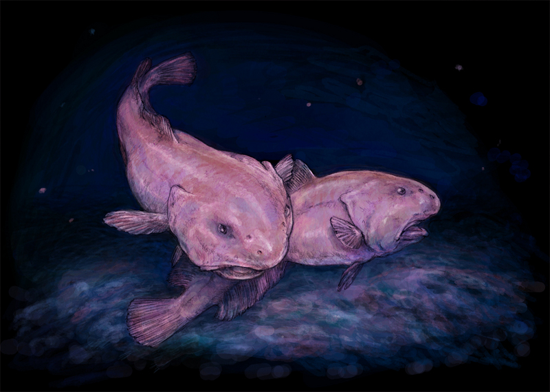 Two Psychrolutes marcidus - blobfish (Psychrolutes marcidus), blobfishes.jpg