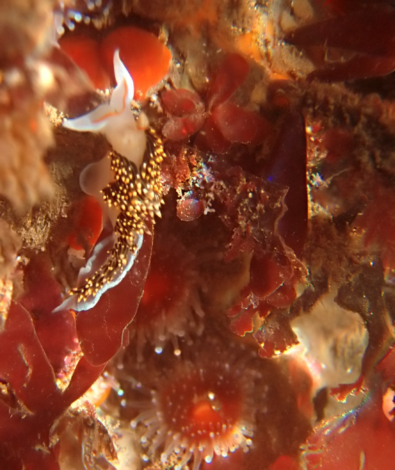 Phidiana hiltoni in tidepools - Phidiana hiltoni (sea slug).jpg