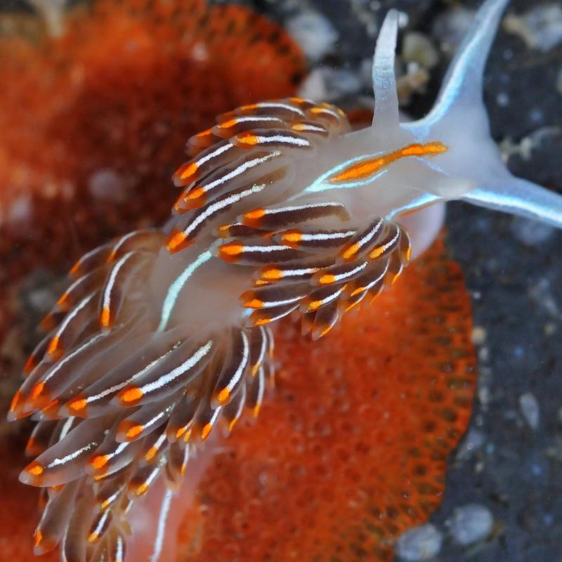 Nudibranchia (3560037731) - Hermissenda crassicornis (sea slug).jpg