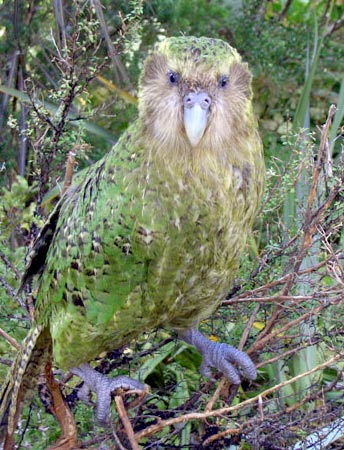 Sirocco full length portrait - kakapo, owl parrot (Strigops habroptilus).jpg