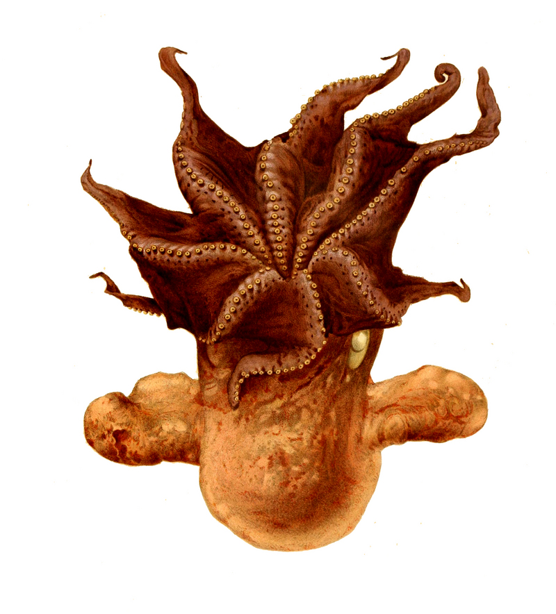 Grimpoteuthis umbellata - Grimpoteuthis umbellata (dumbo octopus).jpg